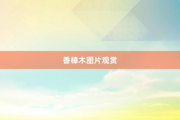 香樟木图片观赏